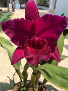 Rhyncholaeliocattleya Sanyung Ruby