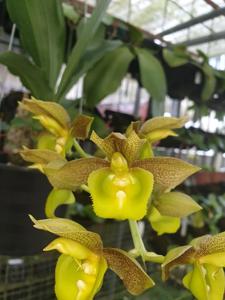 Catasetum Crownfox Voodoo