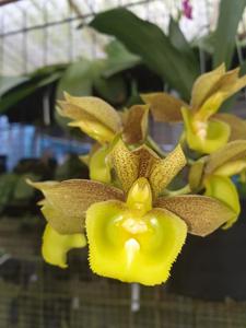 Catasetum Crownfox Voodoo