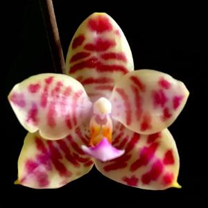 Phalaenopsis KS Super Zebra-Joey