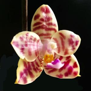 Phalaenopsis KS Super Zebra-Joey