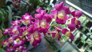 Dendrobium Burana Sunshine