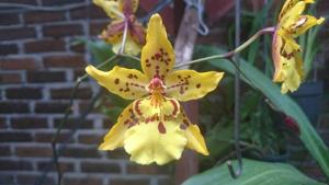 Oncidium Tiger Crow