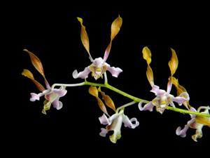 Dendrobium Maid of Gloucester