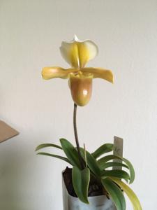 Paphiopedilum Wössner Zwerg