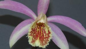 Pleione Deriba