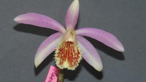 Pleione Deriba