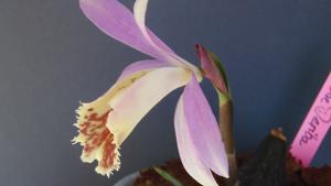 Pleione Deriba