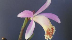 Pleione Deriba