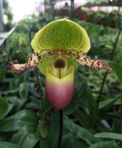 Paphiopedilum Pinocchio