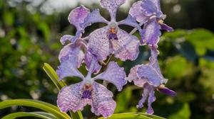 Vanda Gilbert Triboulet