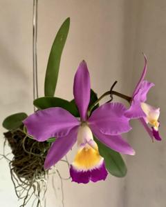 Cattleya Randiana