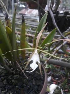 Brassoepidendrum Sylvia White