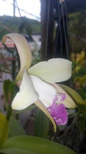 Cattleya claesiana