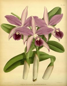 Cattleya elegans