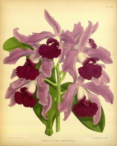 Cattleya elegans