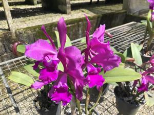 Cattleya elegans
