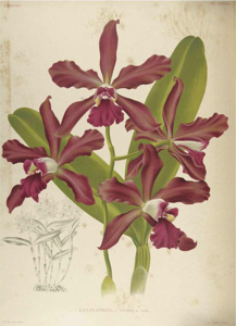 Cattleya elegans