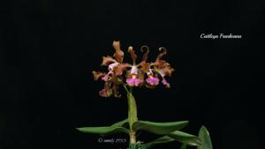 Cattleya frankeana