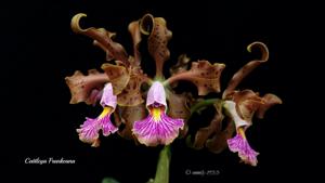 Cattleya frankeana