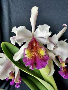 Cattleya hardyana