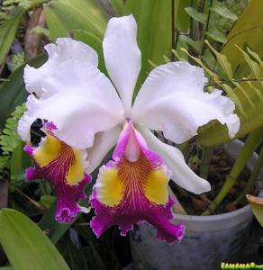 Cattleya hardyana