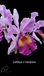 Cattleya hardyana
