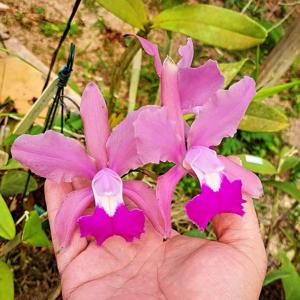 Cattleya joaquiniana