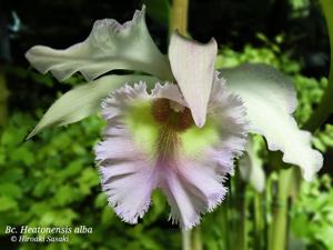 Rhyncholaeliocattleya Heatonensis