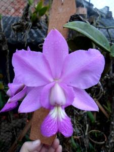 Cattleya mesquitae