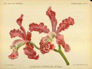 Cattleya patrocinii