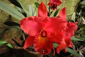 Rhyncholaeliocattleya Christine Sabolsky