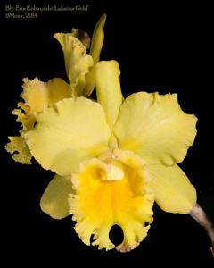 Rhyncholaeliocattleya Erin Kobayashi