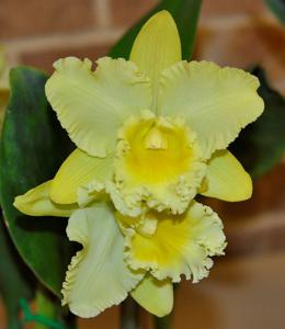 Rhyncholaeliocattleya Erin Kobayashi