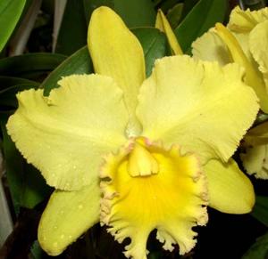 Rhyncholaeliocattleya Erin Kobayashi