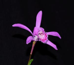 Pleione taliensis