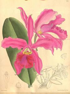 Cattleya whitei