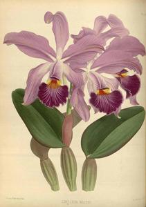 Cattleya whitei