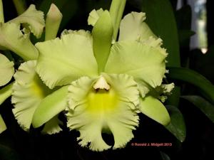 Rhyncholaeliocattleya Verdant Venture