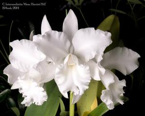 Cattleya Intermediette