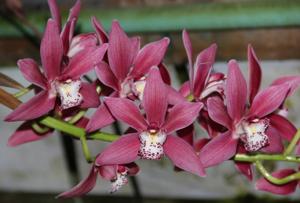 Cymbidium Alison Shaw