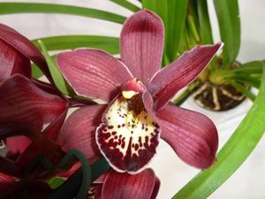 Cymbidium Claude Pepper