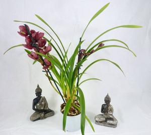 Cymbidium Claude Pepper