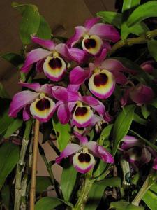 Dendrobium Lady Colman