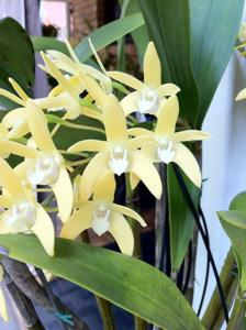 Dendrobium Yellow Venture