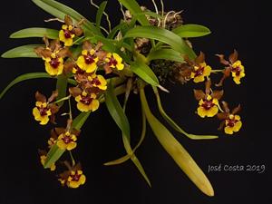 Oncidium Croesus