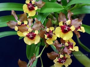 Oncidium Croesus