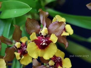 Oncidium Croesus