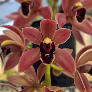 Cymbidium Devon Cherry