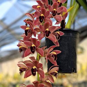 Cymbidium Devon Cherry